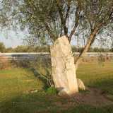 All'interno dell'Euro Progea di Modugno, sul prato davanti a un ulivo il menhir Castelberg (foto presa dal sito pugliamegalitica)